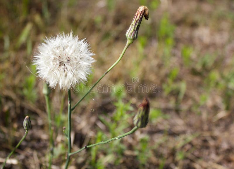 Paardebloem, aard, achtergrond, de zomer, de groene lente, bloem, wit, natuurlijk gras, abstracte installatie, mooi, weide, zaad, royalty-vrije stock foto's Paardebloem, aard, achtergrond, de zomer, de groene lente, bloem, wit, natuurlijk gras, abstracte installatie, mooi, weide, zaad, royalty-vrije stock foto's