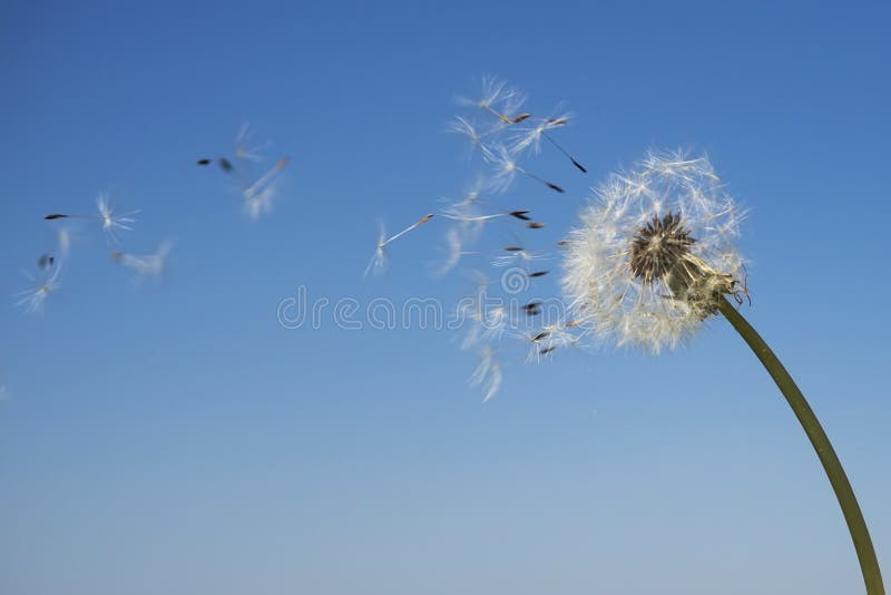 Paardebloem met zaden die in de wind wegblazen stock afbeeldingen Paardebloem met zaden die in de wind wegblazen stock afbeeldingen