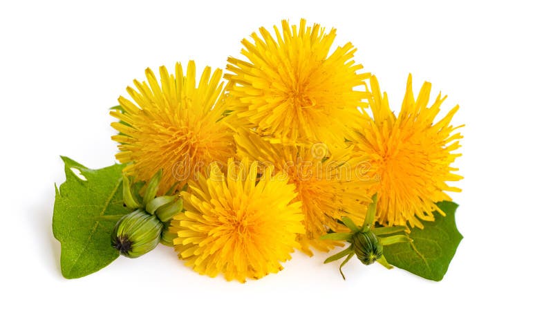 Paardebloemen op witte achtergrond worden geïsoleerd die Bloeiende gele paardebloem Taraxacum officinale stock foto Paardebloemen op witte achtergrond worden geïsoleerd die Bloeiende gele paardebloem Taraxacum officinale stock foto