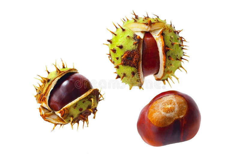 Paardekastanje Aesculus op wit wordt geïsoleerd dat royalty-vrije stock foto Paardekastanje Aesculus op wit wordt geïsoleerd dat royalty-vrije stock foto