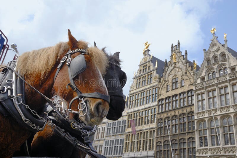 Paarden in Antwerpen royalty-vrije stock fotografie Paarden in Antwerpen royalty-vrije stock fotografie