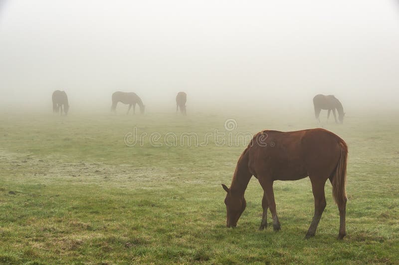 Paarden in de mist stock foto's Paarden in de mist stock foto's