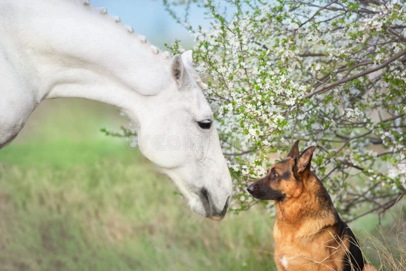 mengsel dichtheid Illusie Paarden en honden stock foto. Image of merrie, zwart - 170458186