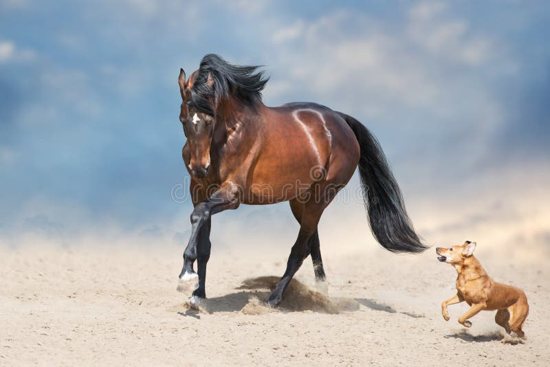 wang dozijn Historicus Paarden En Honden in Woestijn Stock Foto - Image of mooi, ruiter: 157494728