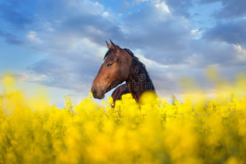 piano Arabisch Auroch Paarden in gele bloemen stock afbeelding. Image of lang - 165590007
