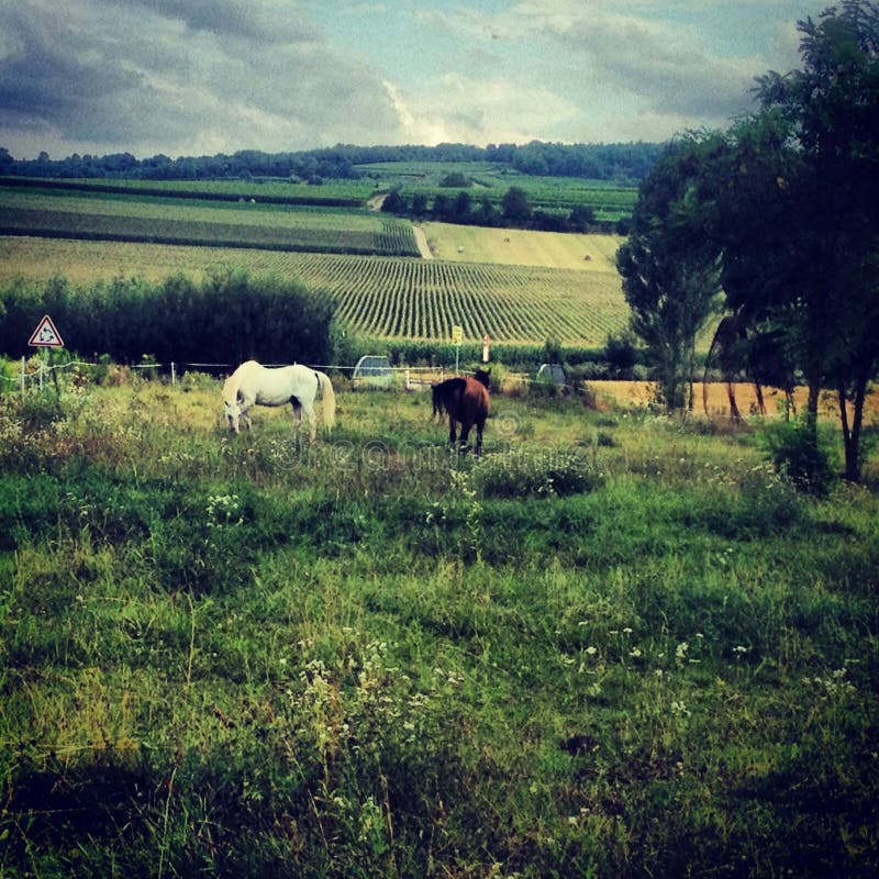 Paarden in het landbouwbedrijf stock afbeelding Paarden in het landbouwbedrijf stock afbeelding