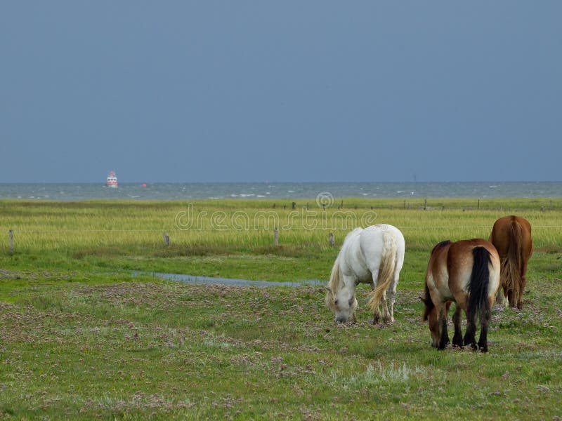 Paarden op het eiland Juist stock fotografie
