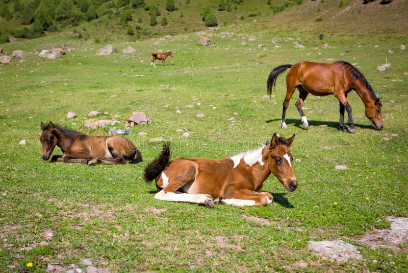 Horses on th pasture and colts lying on the grass. Horses on th pasture and colts lying on the grass