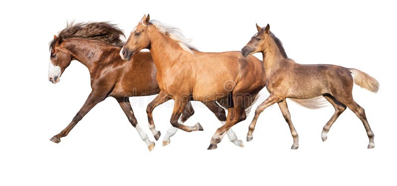 Red, Palomino,red and buckskin horses run isolated. Red, Palomino,red and buckskin horses run isolated