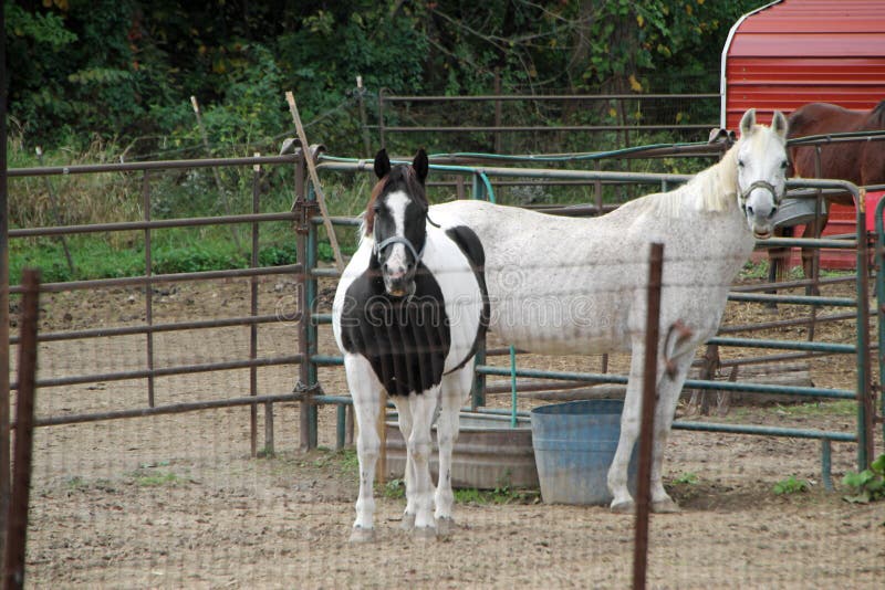 Paarden in pen royalty-vrije stock afbeelding Paarden in pen royalty-vrije stock afbeelding