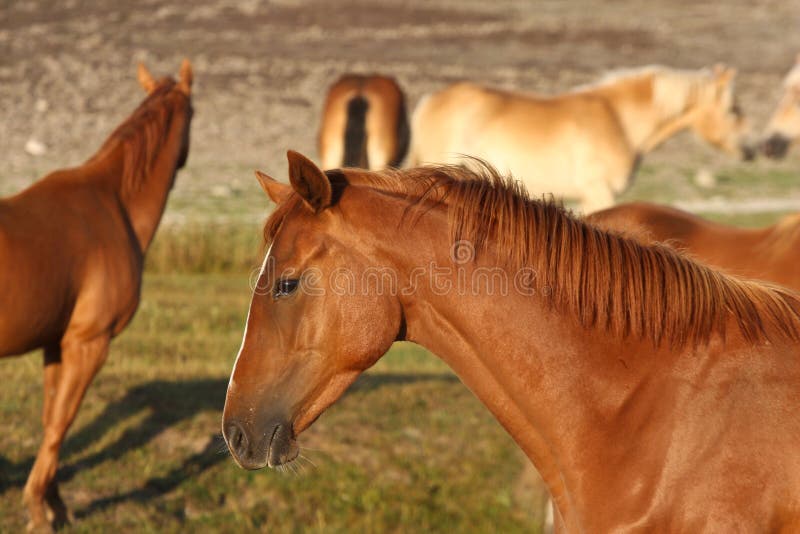 Paarden in Zweden