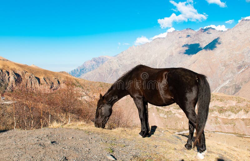Paardenbegrazing in de bergen stock foto Paardenbegrazing in de bergen stock foto