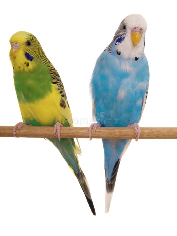 Paare Budgerigar Paare Budgerigar