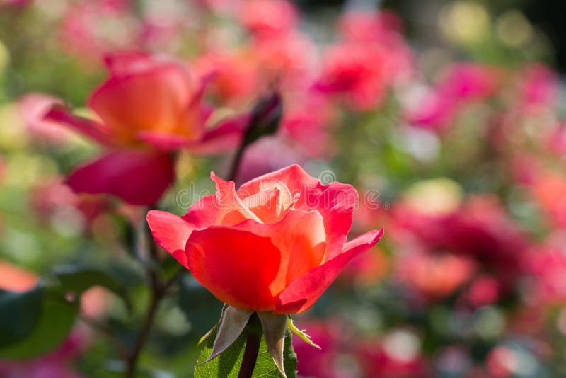 Paare der blühenden schönen bunten Rosen im Garten lizenzfreies stockbild Paare der blühenden schönen bunten Rosen im Garten lizenzfreies stockbild
