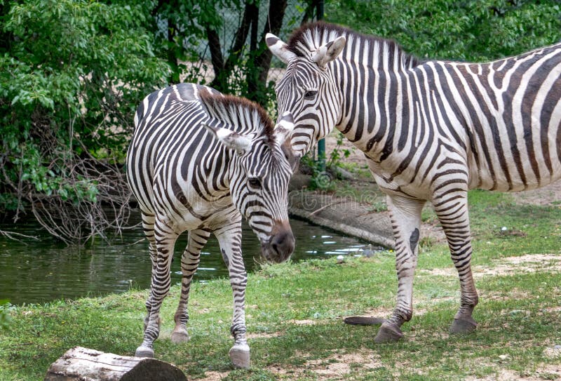 Paare des Zebras nuzzle in einem Lebensraum lizenzfreies stockbild Paare des Zebras nuzzle in einem Lebensraum lizenzfreies stockbild