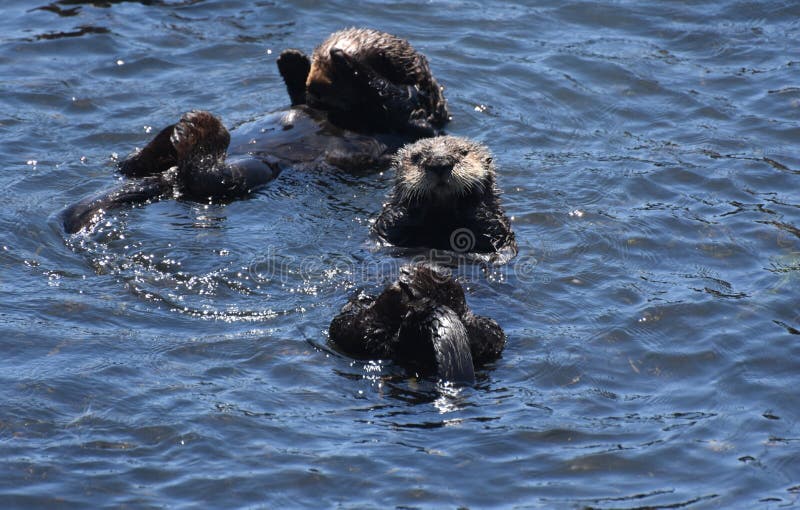 Paare Pflegenseeotter, die auf seine Rückseite schwimmen lizenzfreie stockbilder Paare Pflegenseeotter, die auf seine Rückseite schwimmen lizenzfreie stockbilder