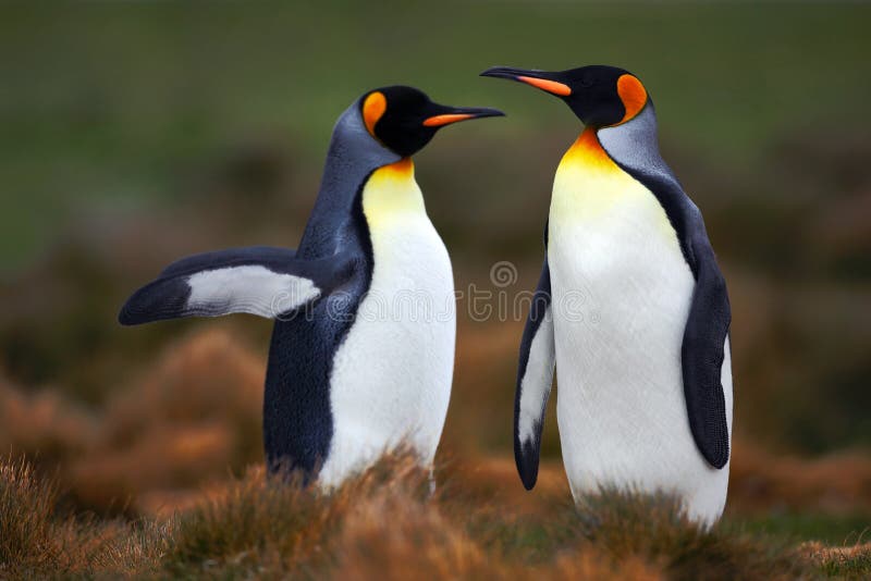 Paare Pinguine Fügende Königpinguine mit grünem Hintergrund in Falkland Islands Paare Pinguine, Liebe in der Natur Schön lizenzfreie stockfotografie Paare Pinguine Fügende Königpinguine mit grünem Hintergrund in Falkland Islands Paare Pinguine, Liebe in der Natur Schön lizenzfreie stockfotografie