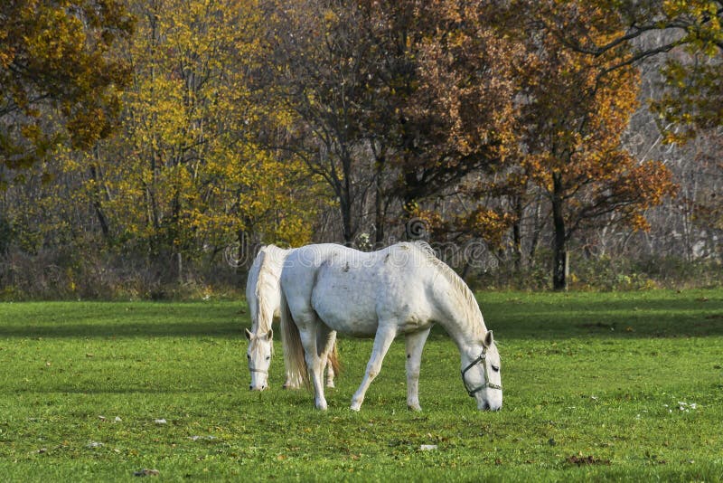 Paare Schimmel, die auf den Gebieten weiden lassen stockfotografie Paare Schimmel, die auf den Gebieten weiden lassen stockfotografie