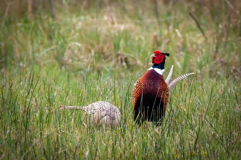 Pheasant male jealously watching over his female. Pheasant male jealously watching over his female