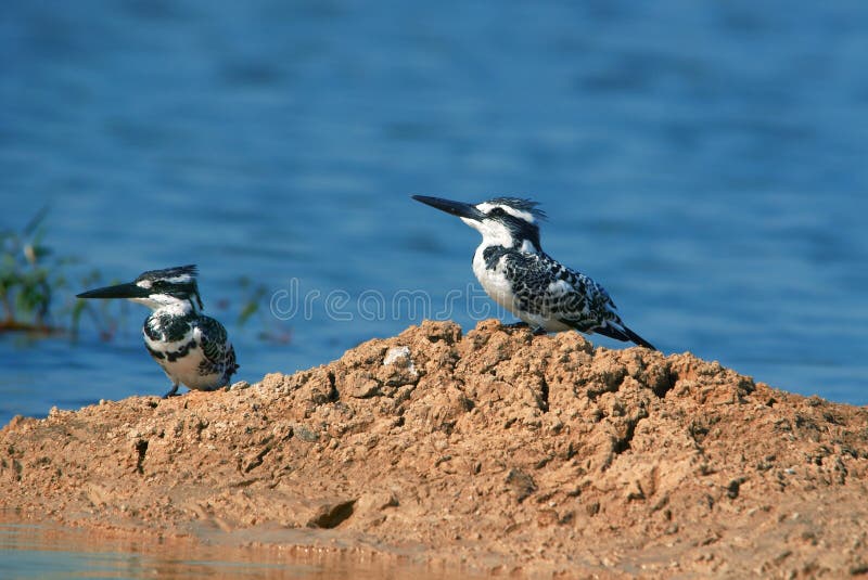 Paare von indischen gescheckten Eisvogel Ceryle rudis nahe Bank von See stockfoto Paare von indischen gescheckten Eisvogel Ceryle rudis nahe Bank von See stockfoto