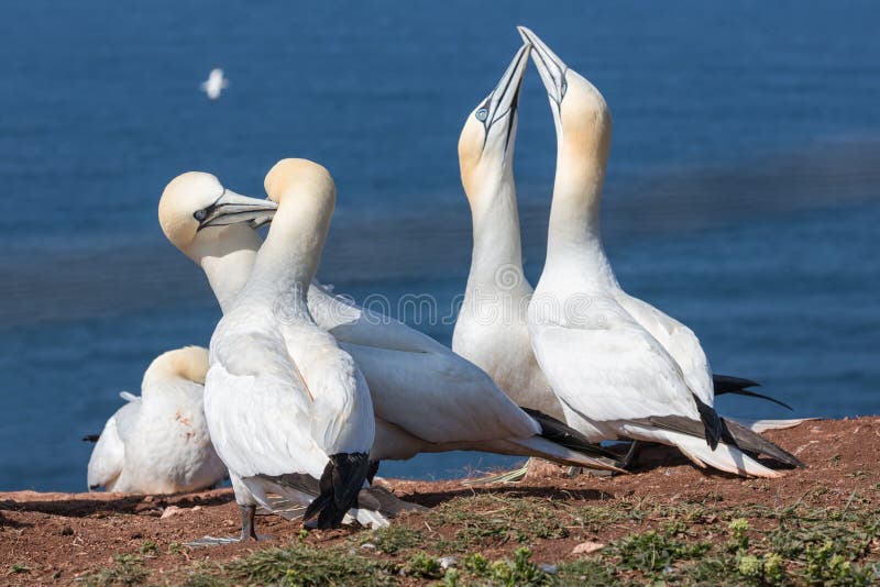 Paare von Nordbasstölpeln in der Brutkolonie in Insel Helgoland stockfotografie Paare von Nordbasstölpeln in der Brutkolonie in Insel Helgoland stockfotografie