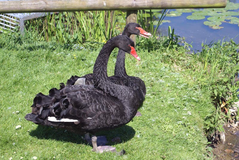 Paare von schwarzen Schwänen an einem Seeufer in Leeds Castle arbeiten, England im Garten lizenzfreies stockbild Paare von schwarzen Schwänen an einem Seeufer in Leeds Castle arbeiten, England im Garten lizenzfreies stockbild