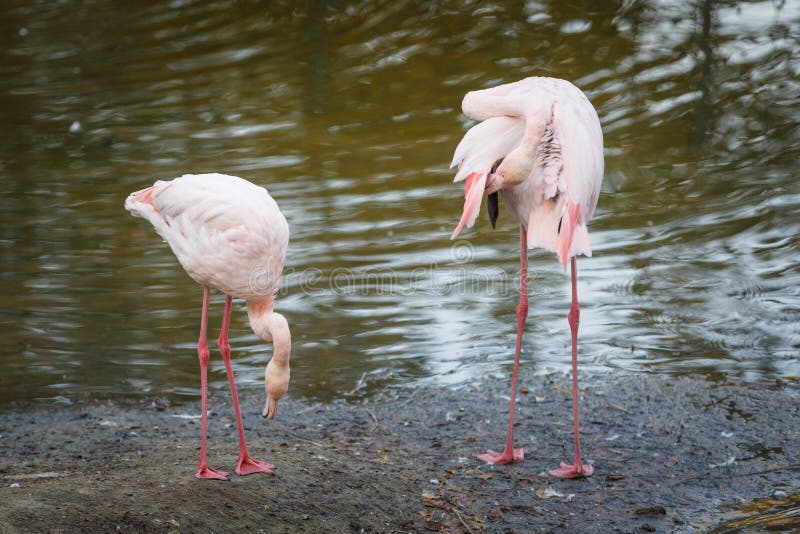 Paare von schönen rosa Flamingos stehen am Rand des Teichs und säubern das Gefieder stockbilder Paare von schönen rosa Flamingos stehen am Rand des Teichs und säubern das Gefieder stockbilder
