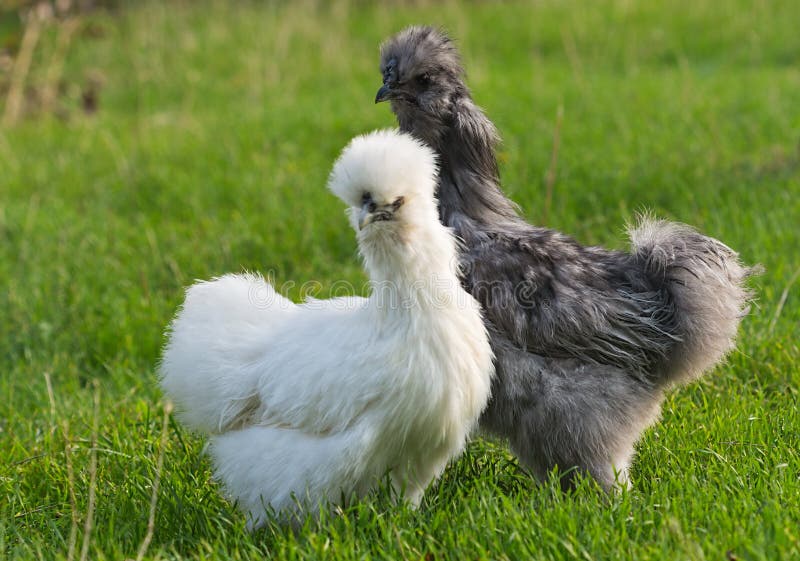 Paare von silkie Huhn auf einem unscharfen grünen Hintergrund