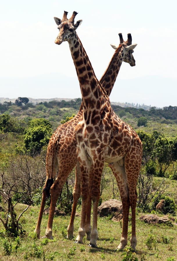 Lustige Giraffen Fotos Kostenlose Und Royalty Free Stock Fotos Von Dreamstime