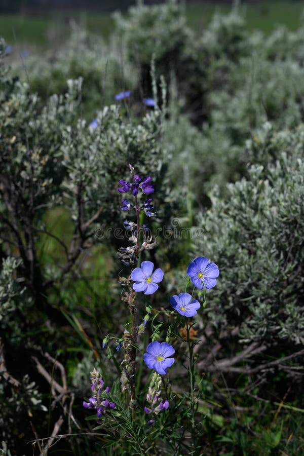 Purple Flowers Bloom in Wyoming Wilderness in Summer along the Slough Creek Trail. Purple Flowers Bloom in Wyoming Wilderness in Summer along the Slough Creek Trail