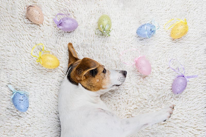 Paaseieren met grappig puppy in witte deken royalty-vrije stock afbeelding Paaseieren met grappig puppy in witte deken royalty-vrije stock afbeelding