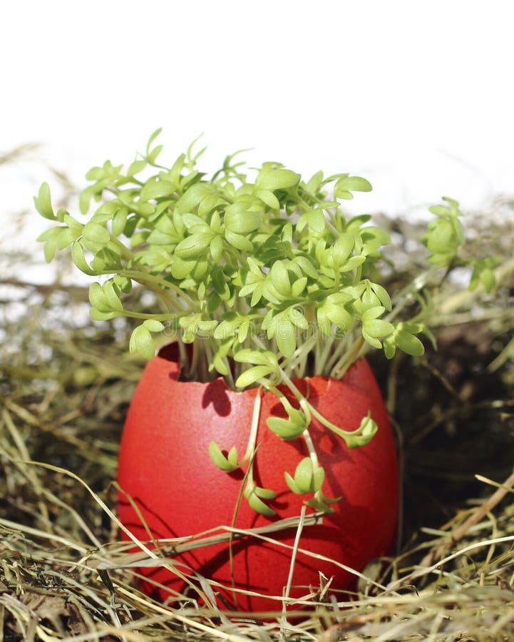 Paaseieren met tuinkers stock afbeeldingen Paaseieren met tuinkers stock afbeeldingen
