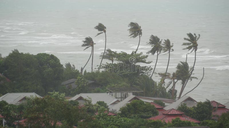 Pabuk typhoon, ocean sea shore, Thailand. Natural disaster, eyewall hurricane. Strong extreme cyclone wind sways palm trees.