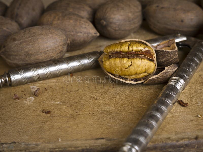 Delicious whole pecan nuts with one cracked open to show the pecan meat. The pecan, Carya illinoinensis, is a species of hickory. Pecan is from an Algonquian word, meaning a nut requiring a stone to crack. Delicious whole pecan nuts with one cracked open to show the pecan meat. The pecan, Carya illinoinensis, is a species of hickory. Pecan is from an Algonquian word, meaning a nut requiring a stone to crack.