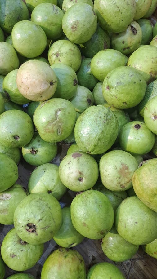 Pacco di guava verde fotografia stock