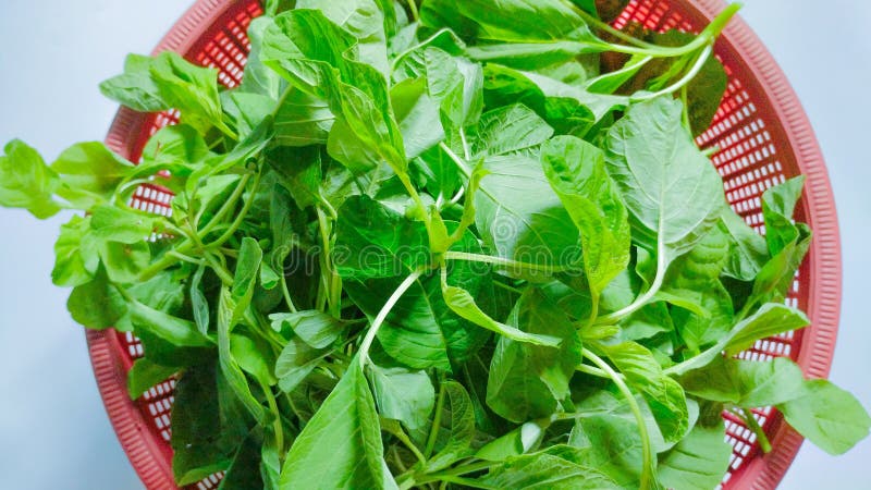 Pacco di spinaci in un contenitore perforato su fondo bianco immagine stock libera da diritti