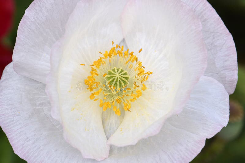 Pace bianca Poppy Mandala 02 delle Fiandre fotografie stock Pace bianca Poppy Mandala 02 delle Fiandre fotografie stock