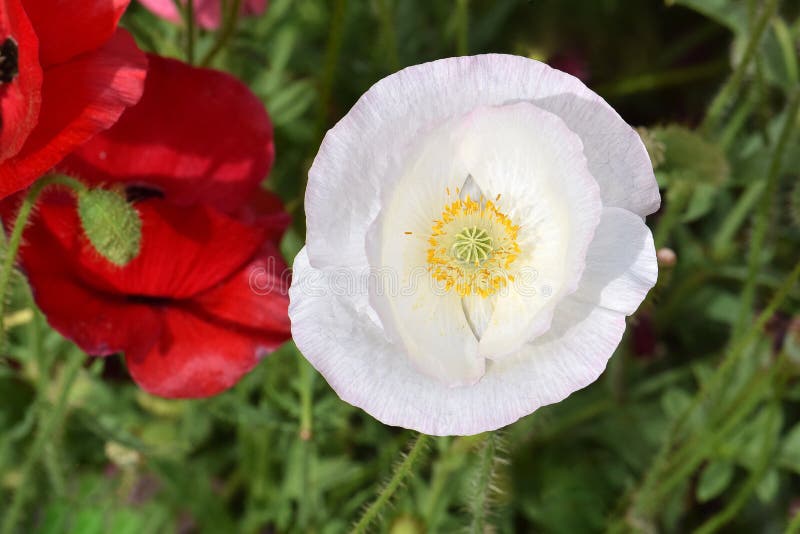 Yellow anthers white Petaled Flanders Peace Poppy flower Mandala. Yellow anthers white Petaled Flanders Peace Poppy flower Mandala