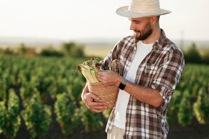 Pachet de hârtie cu porumb în mâini. Fermierul este pe terenul agricol royalty free stock photos