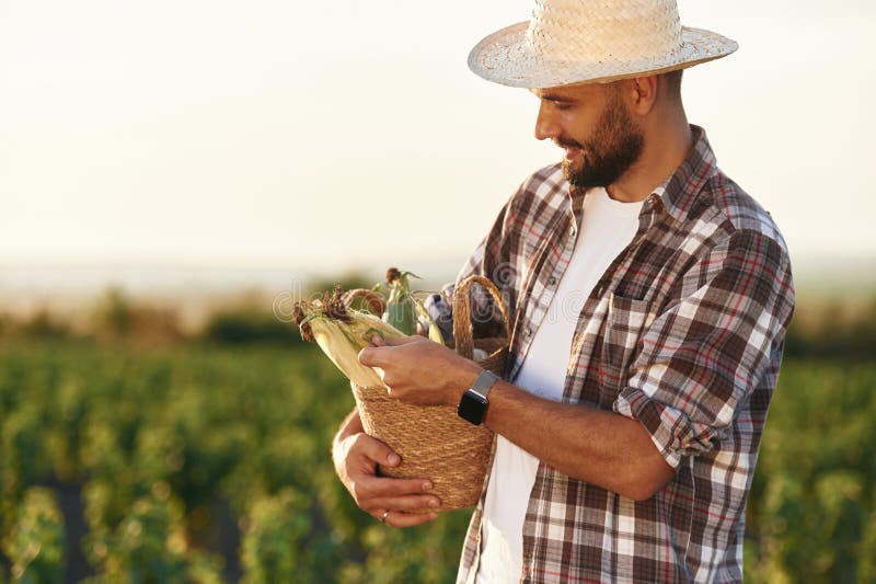 Pachet de hârtie cu porumb în mâini. Fermierul este pe terenul agricol stock photos