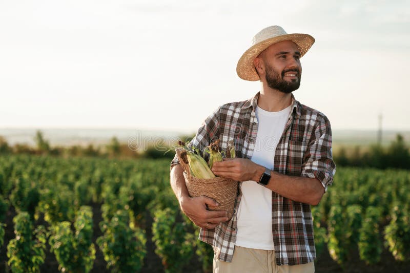 Pachet de hârtie cu porumb în mâini. Fermierul este pe terenul agricol royalty free stock photography