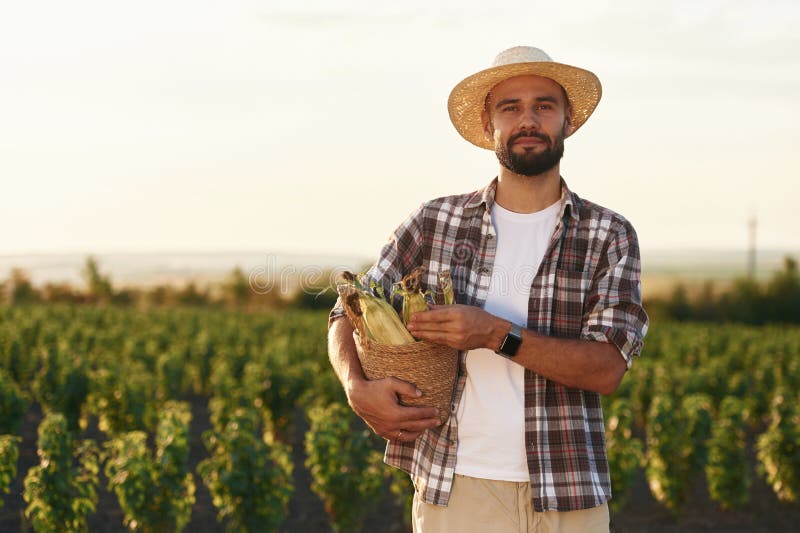 Pachet de hârtie cu porumb în mâini. Fermierul este pe terenul agricol stock image