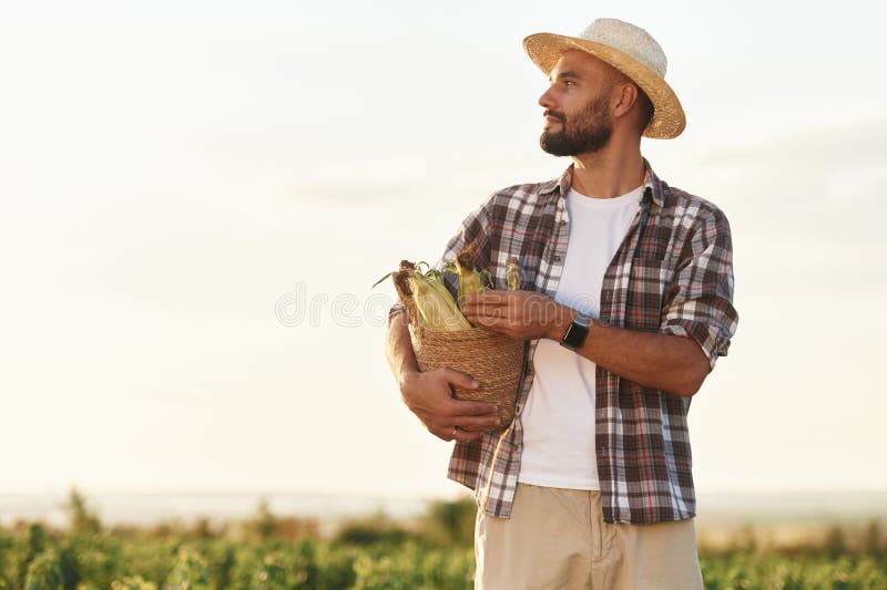 Pachet de hârtie cu porumb în mâini. Fermierul este pe terenul agricol stock images