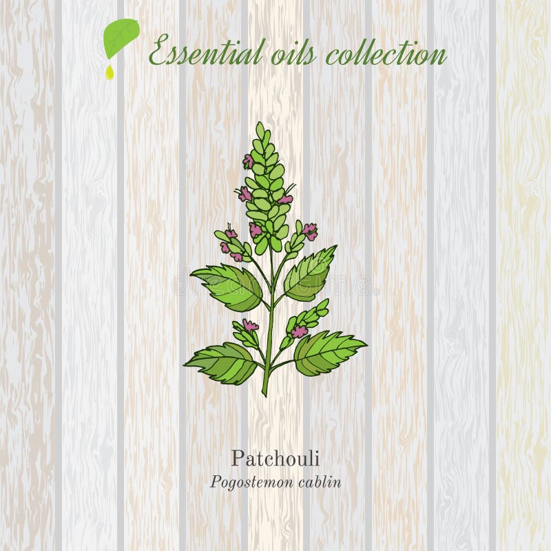 Pachulí, etiqueta del aceite esencial, planta aromática ilustración del vector Pachulí, etiqueta del aceite esencial, planta aromática ilustración del vector