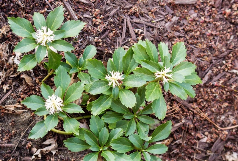 Pachysandra die in de Lente bloeien royalty-vrije stock foto Pachysandra die in de Lente bloeien royalty-vrije stock foto