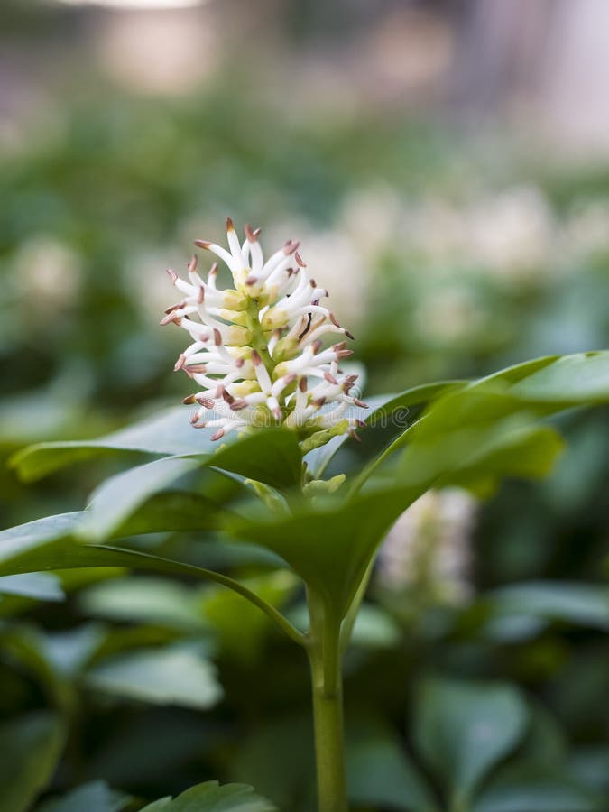 Pachysandra Terminalis Inflorescence Stock Photo Image of evergreen
