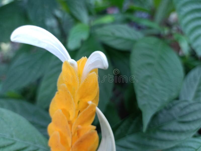 Pachystachys Lutea or Flower Cat Whiskers Stock Image Image of lutea