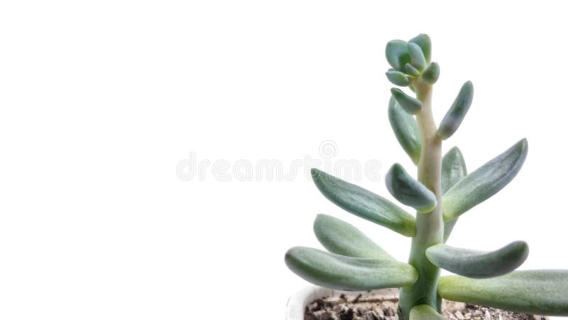 Pachyveria suculento del verde de la planta en el primer blanco del fondo imagenes de archivo Pachyveria suculento del verde de la planta en el primer blanco del fondo imagenes de archivo