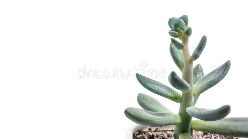 Pachyveria suculento del verde de la planta en el primer blanco del fondo imagenes de archivo Pachyveria suculento del verde de la planta en el primer blanco del fondo imagenes de archivo