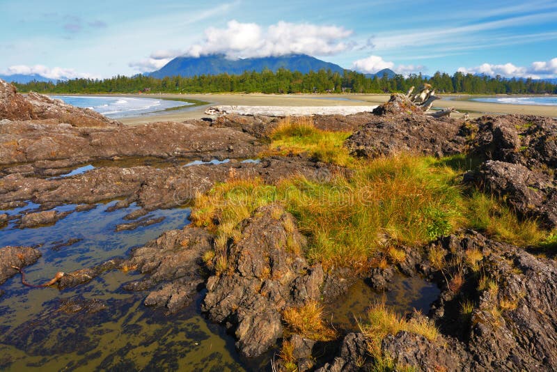 The Pacific Beach in the Low Tide Stock Photo Image of tide, tranquil